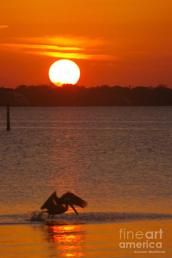 Pelican sunset Photograph by Tannis  Baldwin