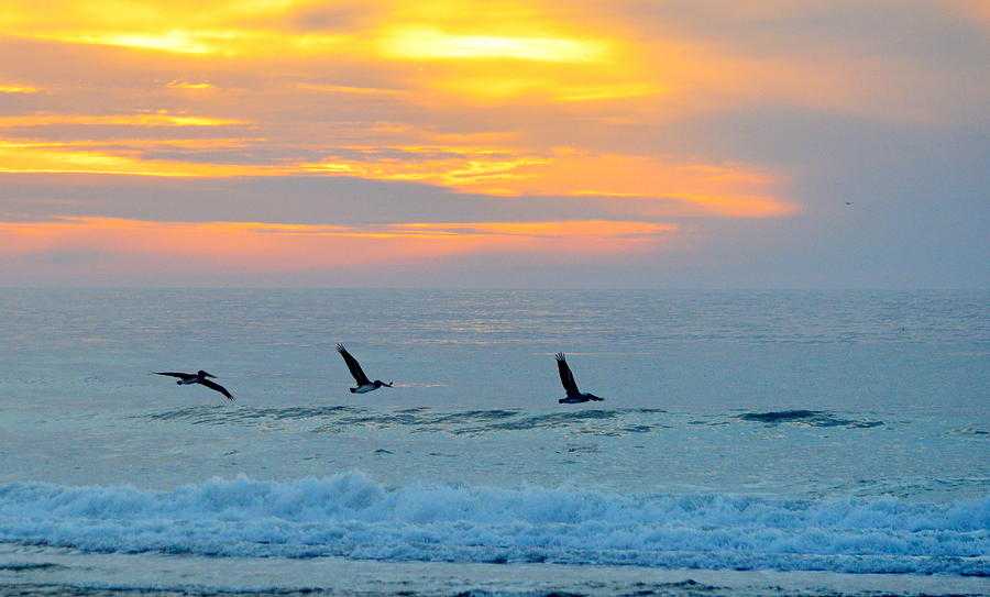 Sunset Photograph - Pelicans Flying at Sunset by AJ  Schibig