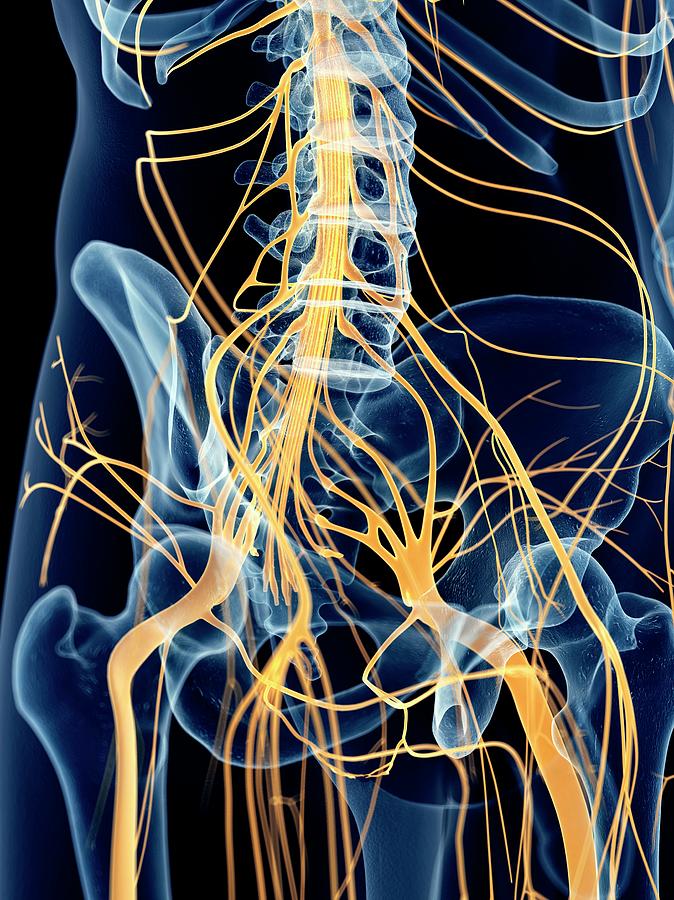 Pelvic Nerves Photograph by Sebastian Kaulitzki/science Photo Library ...