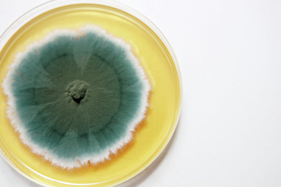 Nature Photograph - Penicillium Fungus In A Petri Dish #2 by Gustoimages