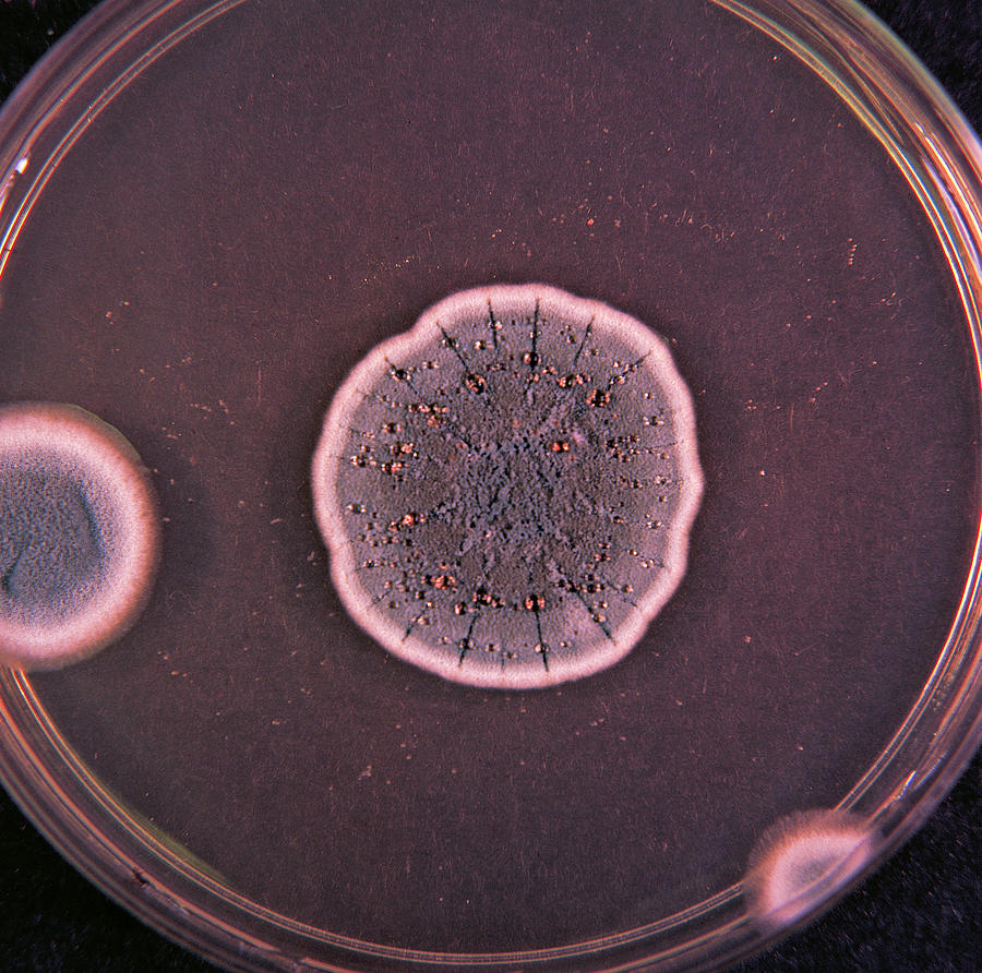 Penicillium Vermiculatum #2 Photograph by Joseph F. Gennaro Jr.