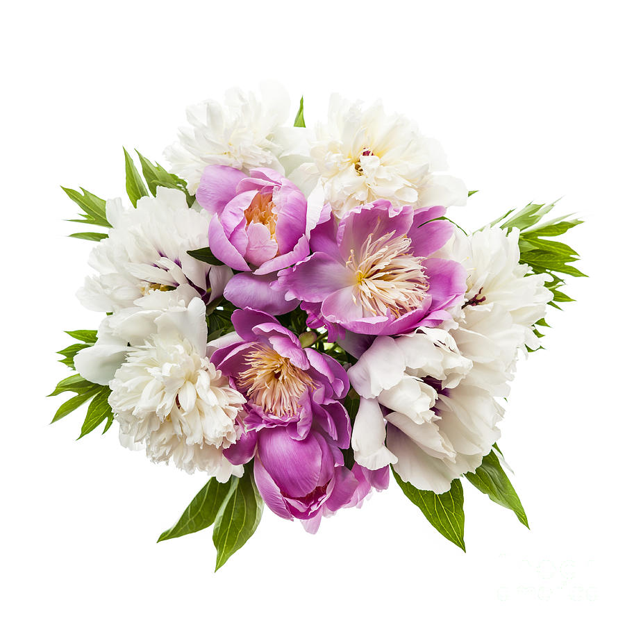 Peony bouquet from above Photograph by Elena Elisseeva