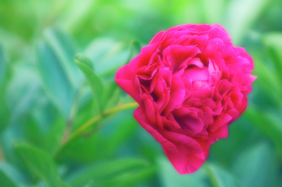 Peony (paeonia Lactiflora) #2 Photograph by Science Photo Library Peony (paeonia Lactiflora) #2 Photograph by Science Photo Library
