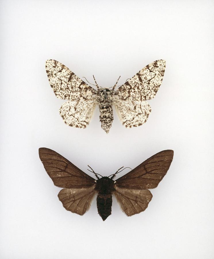Peppered Moths #2 Photograph by Natural History Museum, London/science ...