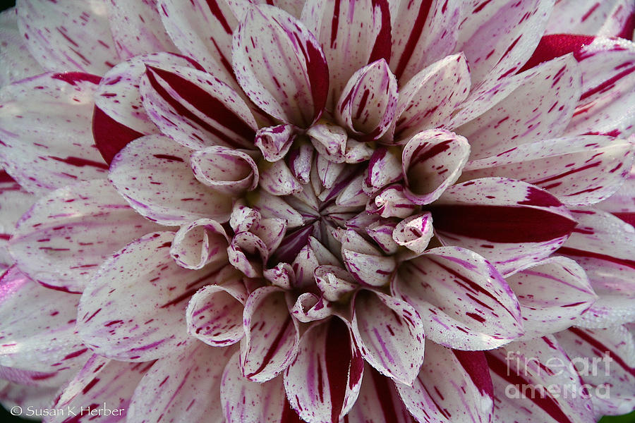 Peppermint Petalz Photograph by Susan Herber