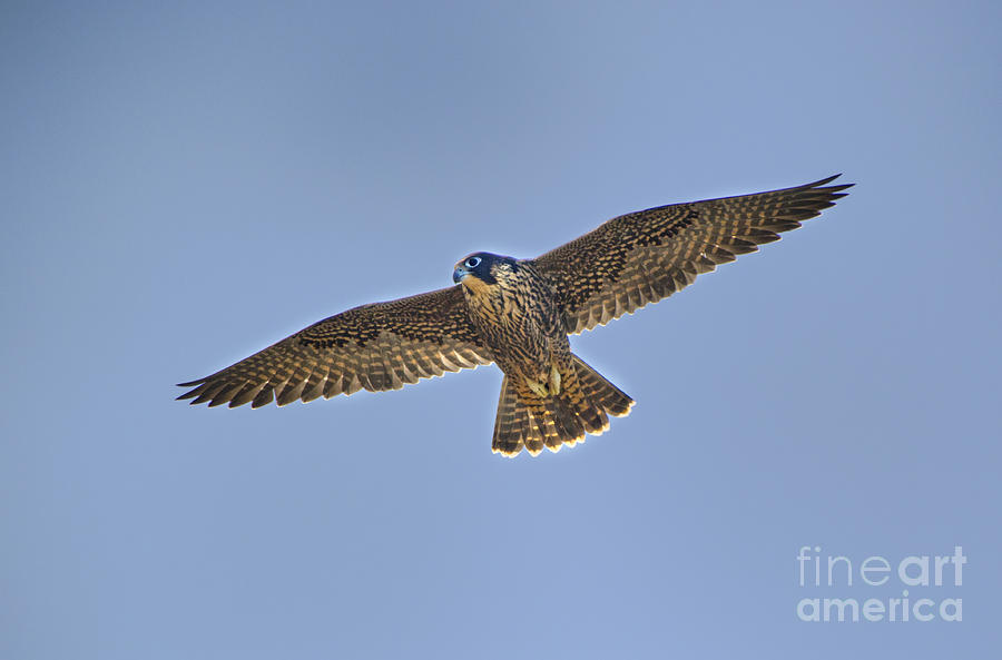 Peregrine Falcon Falco Peregrinus Wild California Photograph by Dave Welling