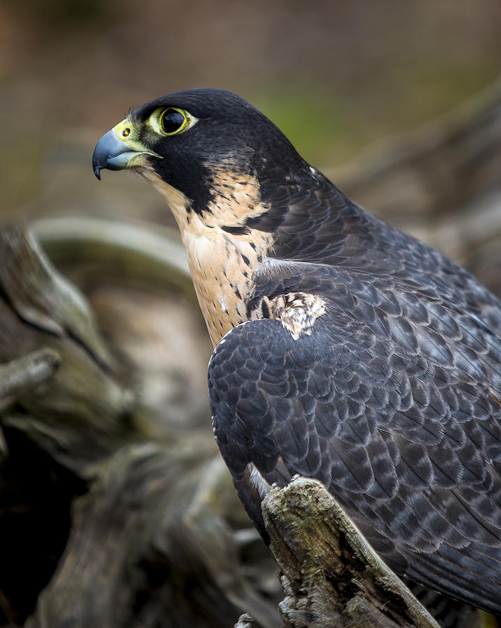 Peregrine Falcon #2 Photograph by Jack R Perry