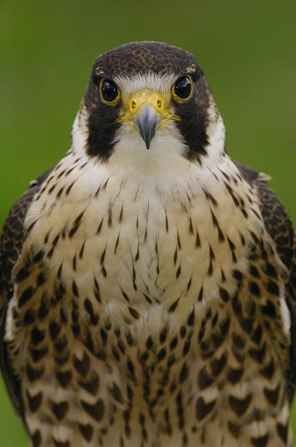 Peregrine Falcon Portrait Ecuador Photograph by Pete Oxford