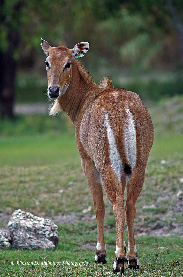 Persian Gazelle #2 Photograph by Winston D Munnings