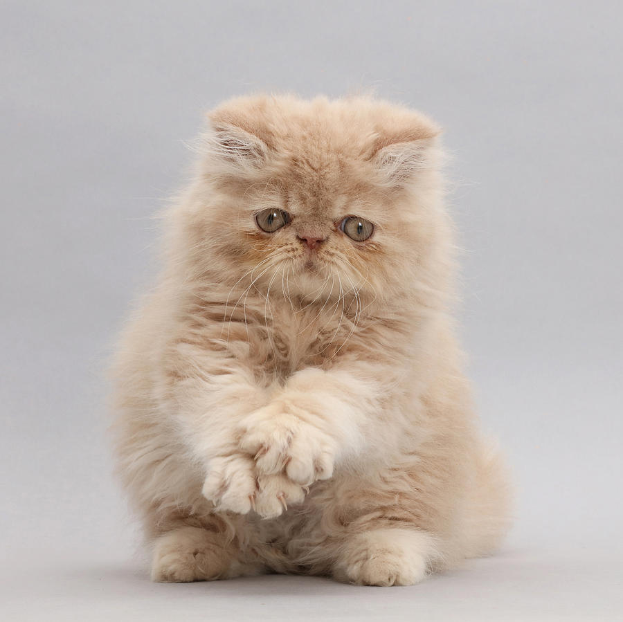 Persian Kitten #2 Photograph by Mark Taylor
