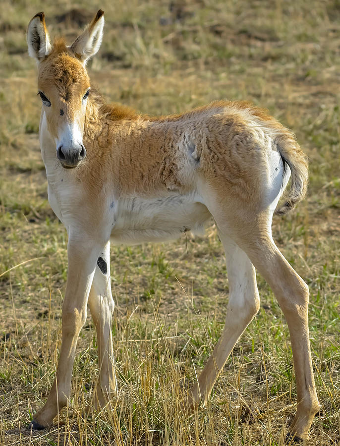 Persian Onager #2 Photograph by Brian Stevens