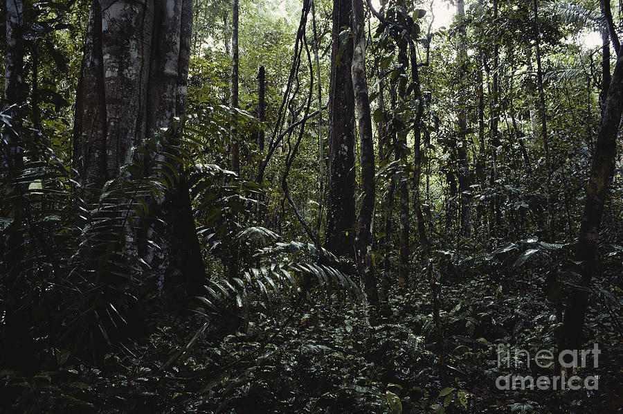 Peruvian Amazon #2 Photograph by Gregory G. Dimijian, M.D.