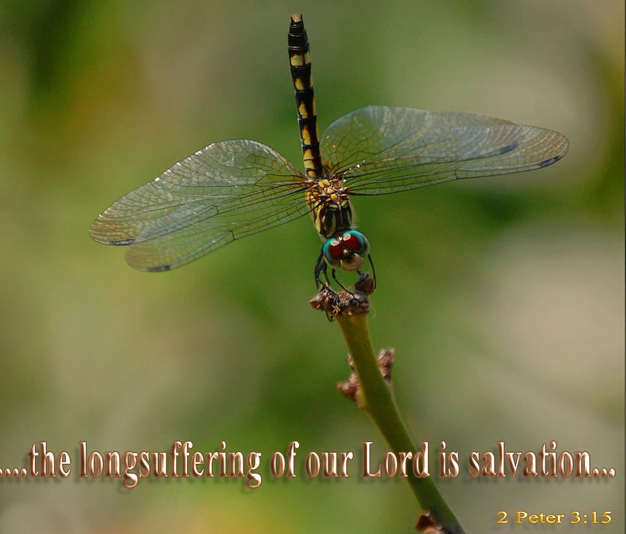Dragonfly Photograph - 2 Peter 3 verse 15 by Leticia Latocki