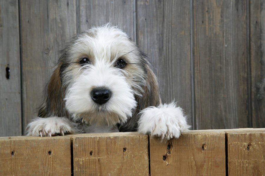 petit basset griffon vendeen