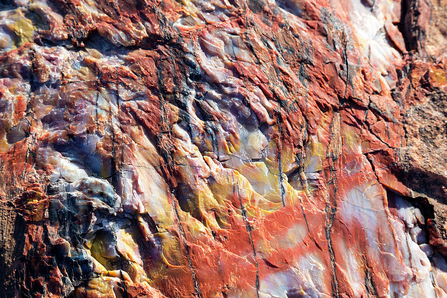 Petrified Forest #2 Photograph by Science Photo Library Petrified Forest #2 Photograph by Science Photo Library