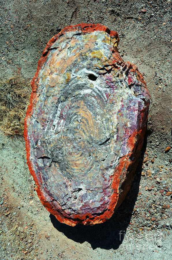 Petrified Wood Rainbow Cross Section Macro at Petrified Forest National Park #2 Photograph by Shawn OBrien
