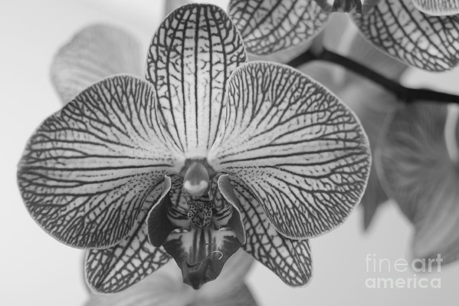 Phalaenopsis Orchid Photograph by Dariusz Gudowicz