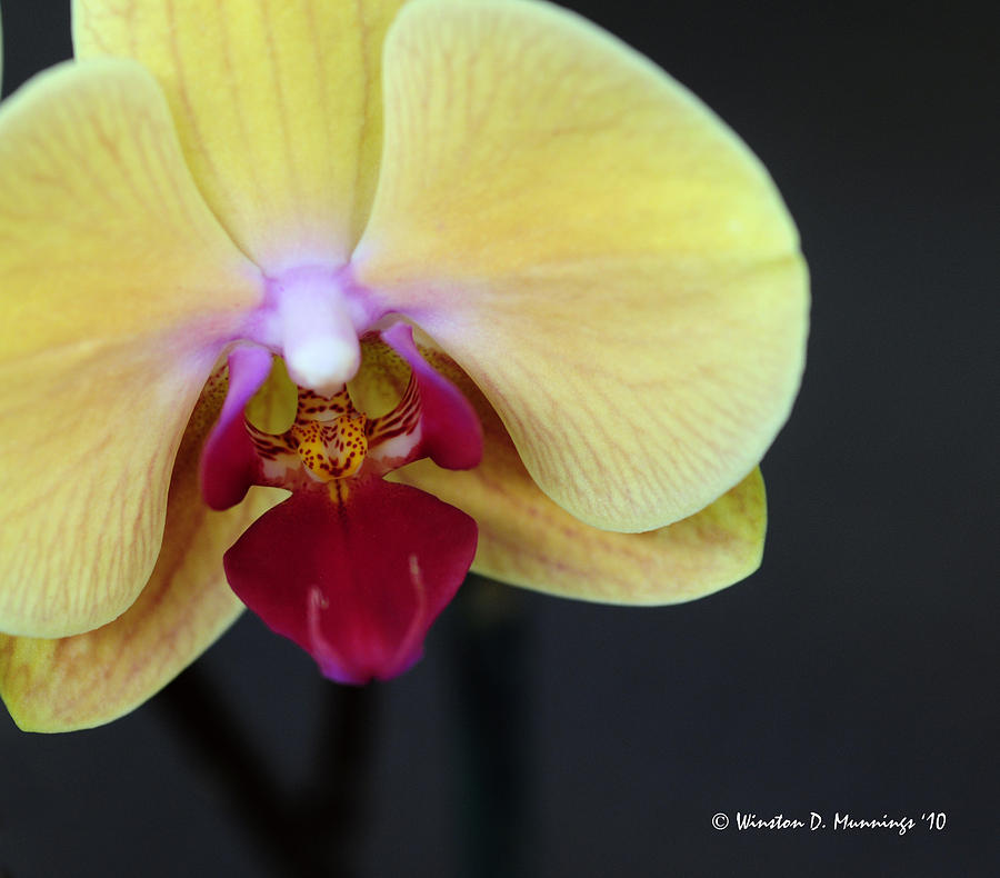 Phalaenopsis Orchid - The Moth Orchid #2 Photograph by Winston D Munnings