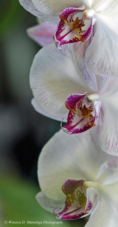 Phalaenopsis Orchid #2 Photograph by Winston D Munnings