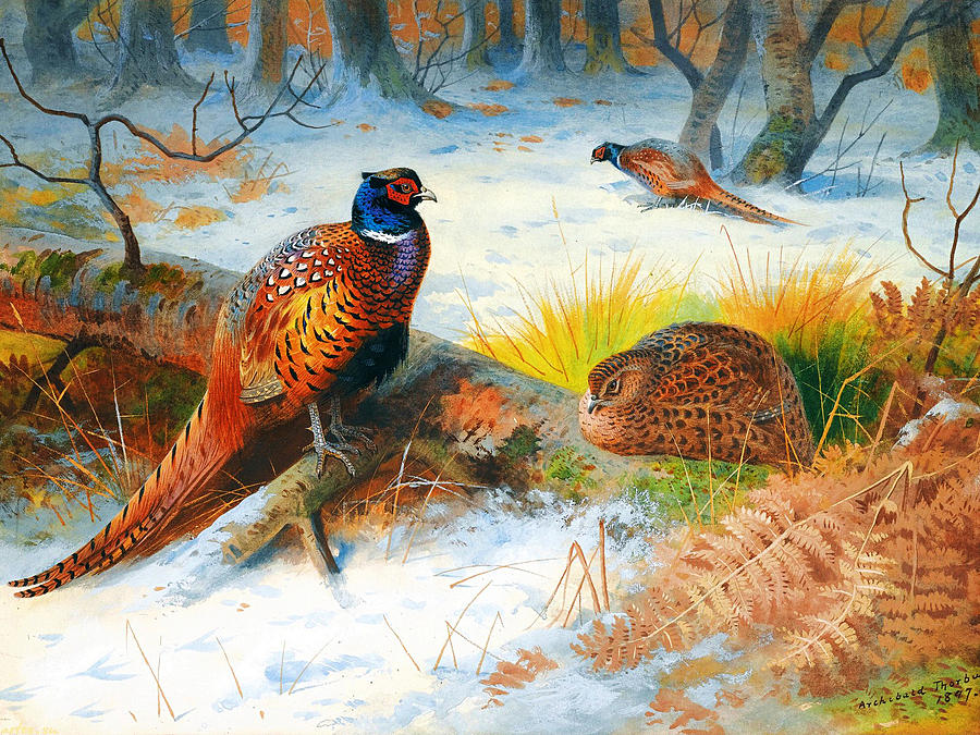 Pheasants #3 Painting by Celestial Images