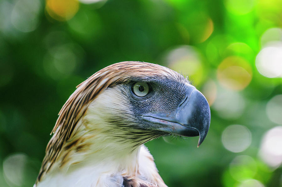 Philippine Eagle (pithecophaga Jefferyi Photograph by Michael Runkel ...