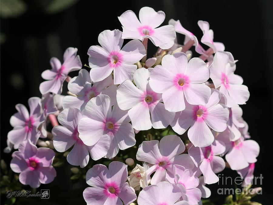 Phlox Paniculata named Bright Eyes #2 Photograph by J McCombie