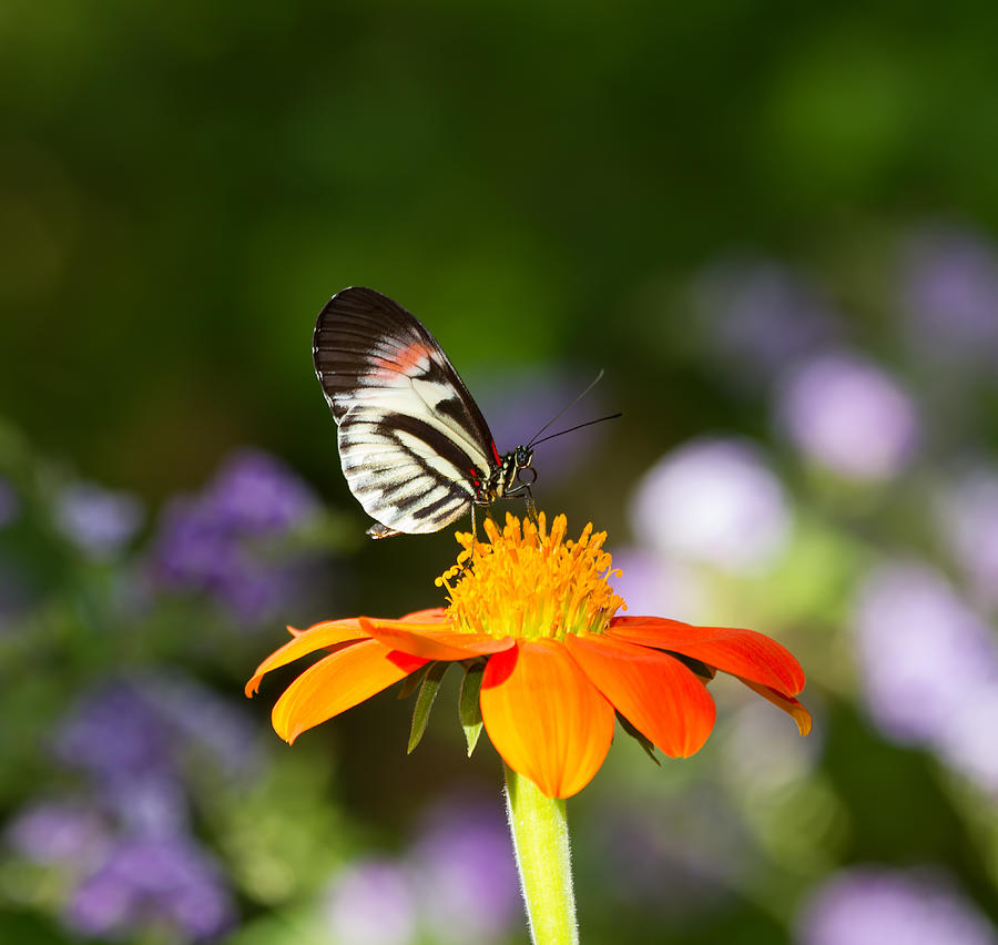 Piano Key Butterfly Photograph by Kim Hojnacki