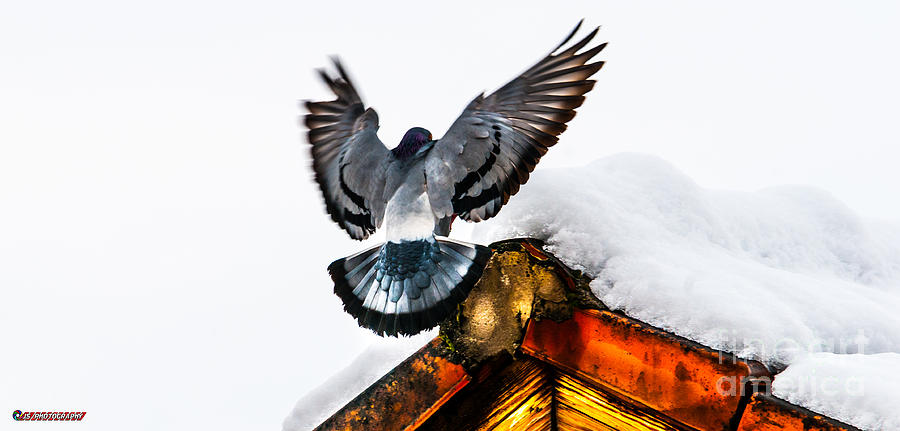 Pigeon Photograph