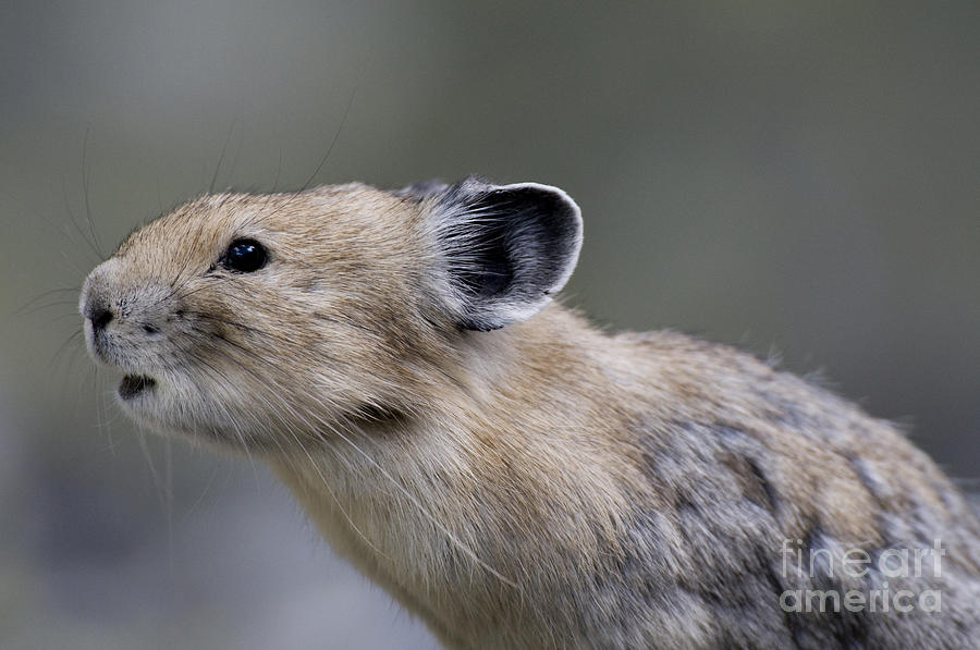 Nature Photograph - Pika #2 by William H. Mullins