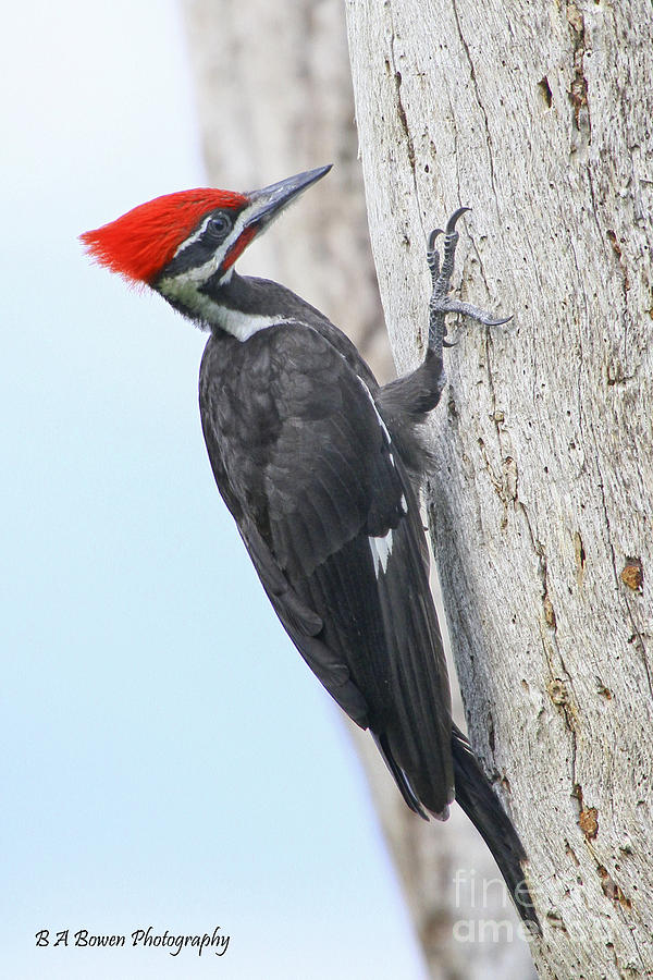 Pileated Woodpecker #2 Photograph by Barbara Bowen