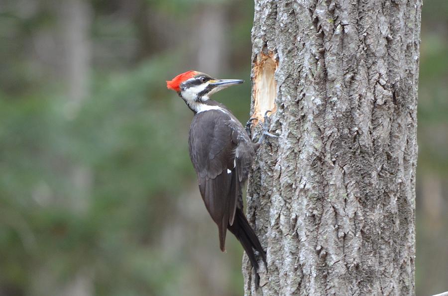 Pileated Woodpecker #2 Photograph by James Petersen