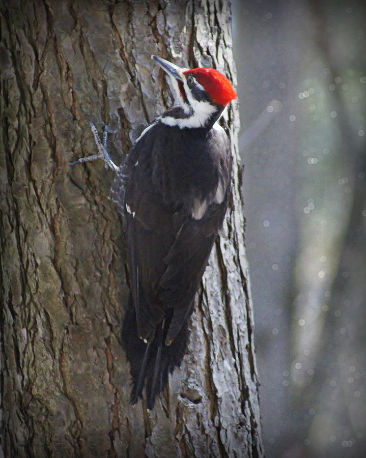 Pileated Woodpecker on Wisconsin River Photograph by Carol Toepke