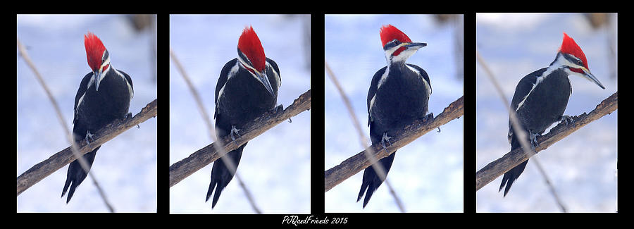 Pileated Woodpecker #2 Photograph by PJQandFriends Photography