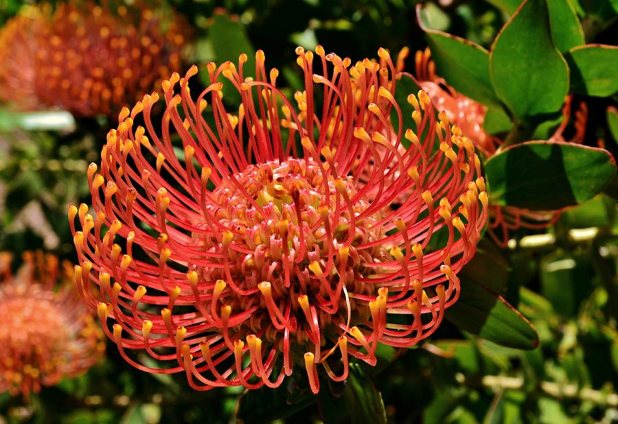 Pincushion protea #2 Photograph by Werner Lehmann - Pixels