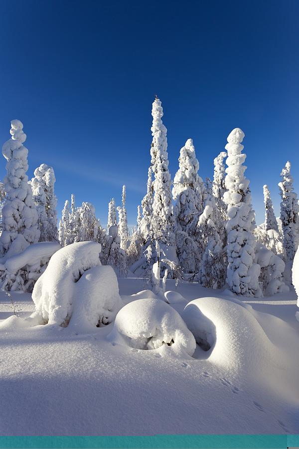 Winter Photograph - Pine forest after heavy snowfall #2 by Science Photo Library