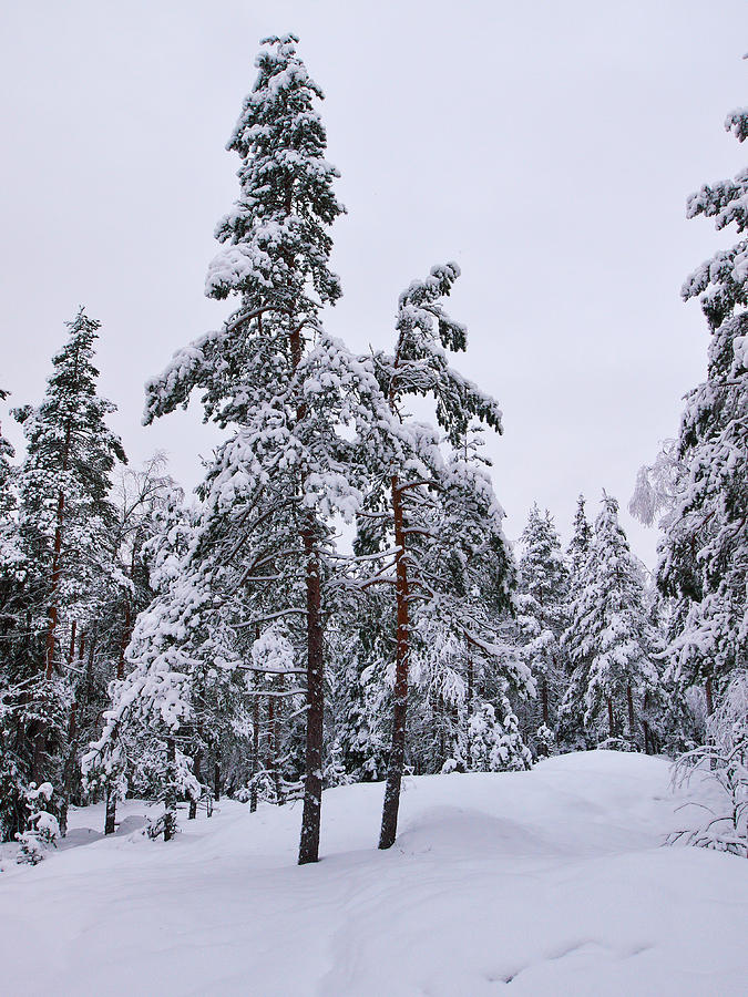 Pine forest winter #3 Photograph by Jouko Lehto