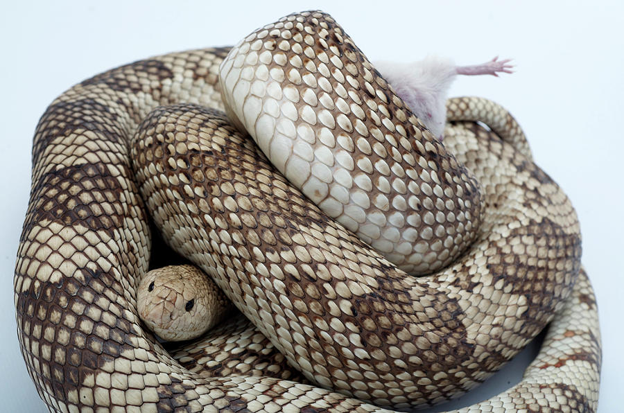 Boa Constrictor Photograph - Pine Snake Pituophis Melanoleucus #2 by Aaron Ansarov