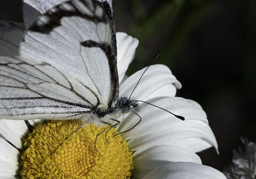 Pine White Butterfly #2 Photograph by Betty Depee