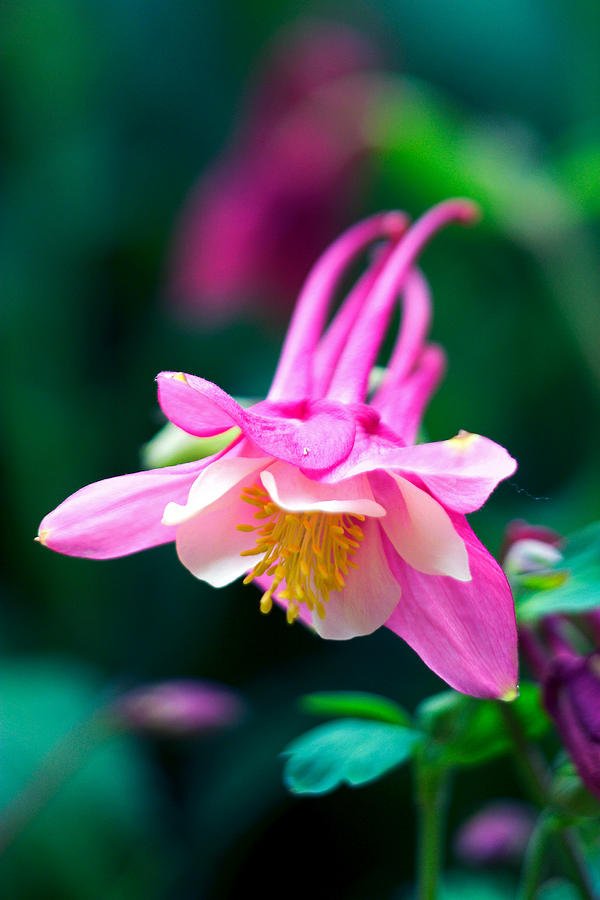 Nature Photograph - Pink and White Columbine Flower #2 by RM Vera