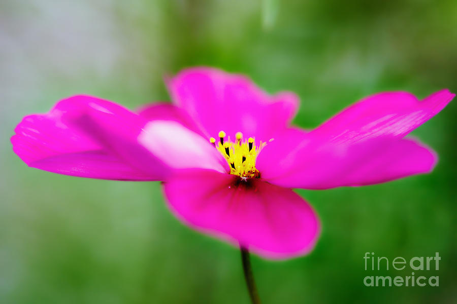 Pink Aster Flower #2 Photograph by Nick  Biemans