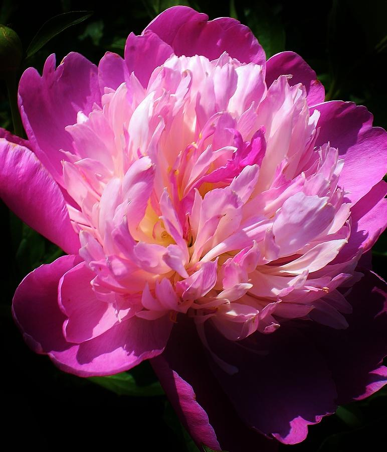Nature Photograph - Pink Beauty #2 by Bruce Bley