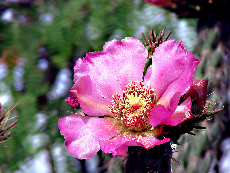 Pink Cactus Flower #2 Photograph by Linda Cox