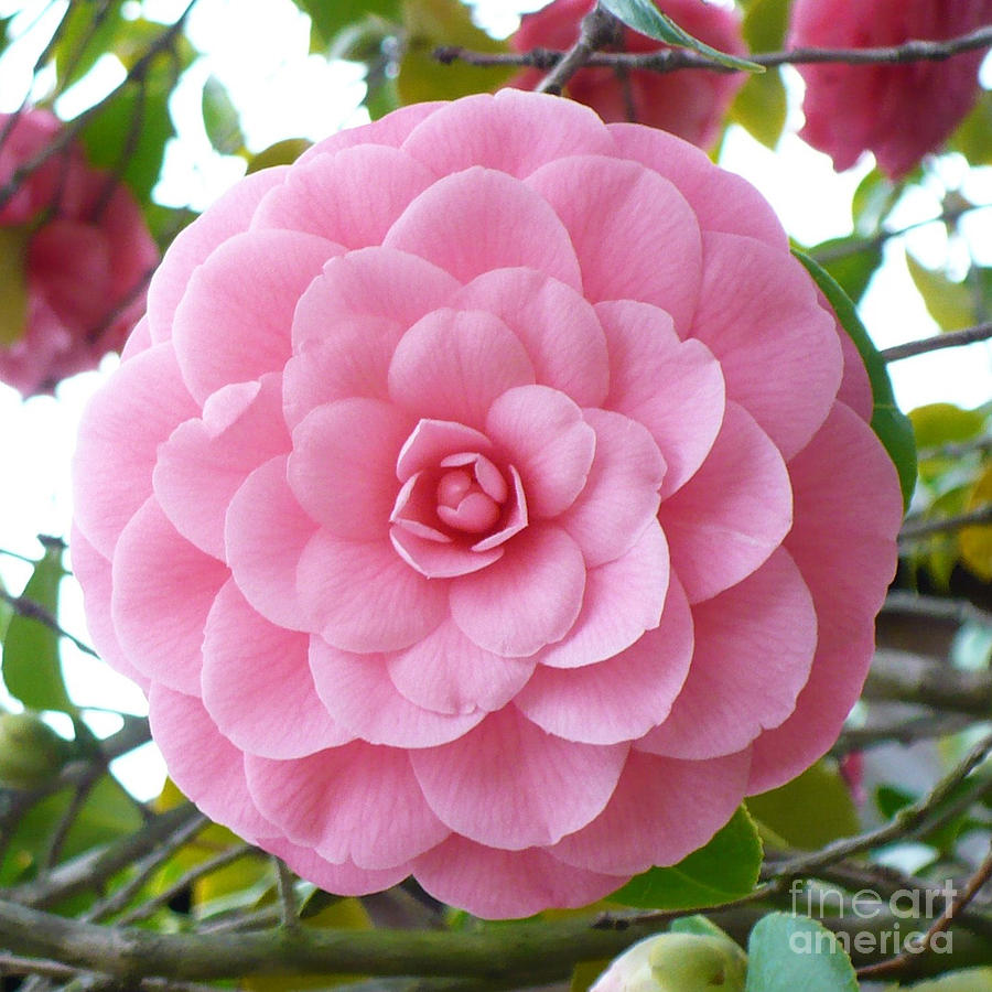 Pink Camellia Square #2 Photograph by Carol Groenen