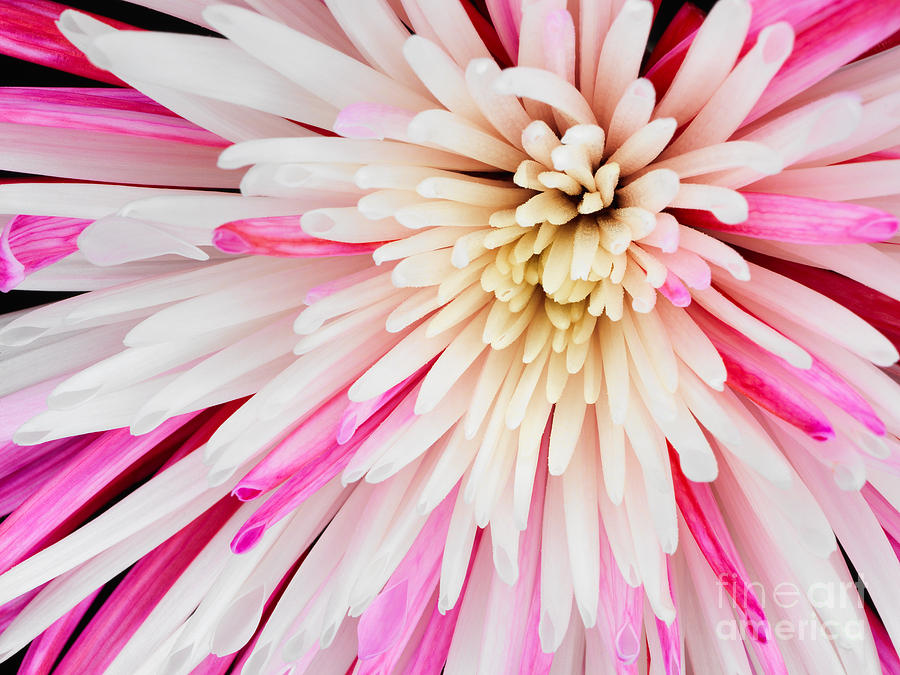 Pink Chrysanthemum Flower Isolated on Black Background. Macro  #2 Photograph by Laurent Lucuix