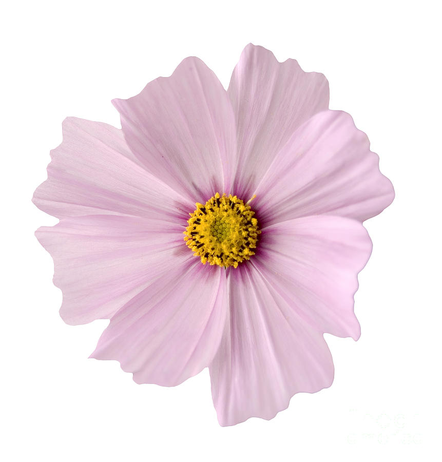 Up Movie Photograph - Pink Coreopsis Daisy #1 by Tony Cordoza