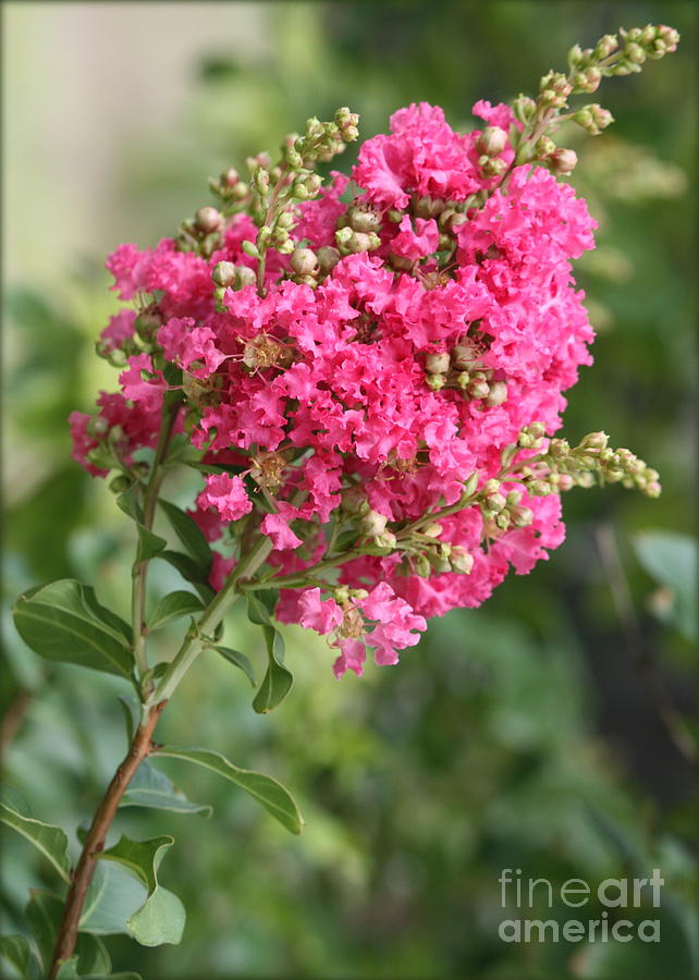 Pink Crepe Myrtle Flowers Photograph