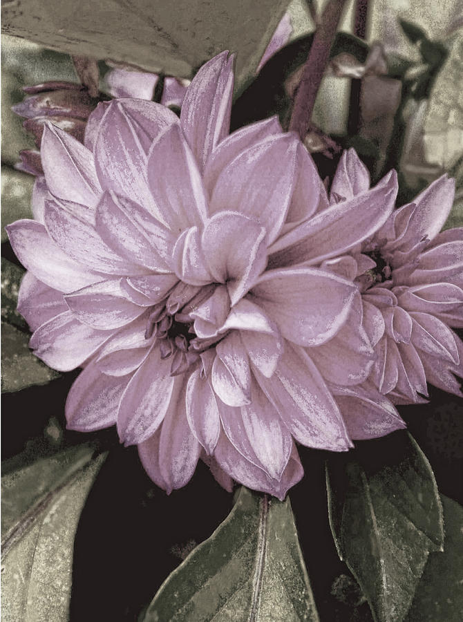 Pink Dahlia #3 Photograph by Bonnie Willis