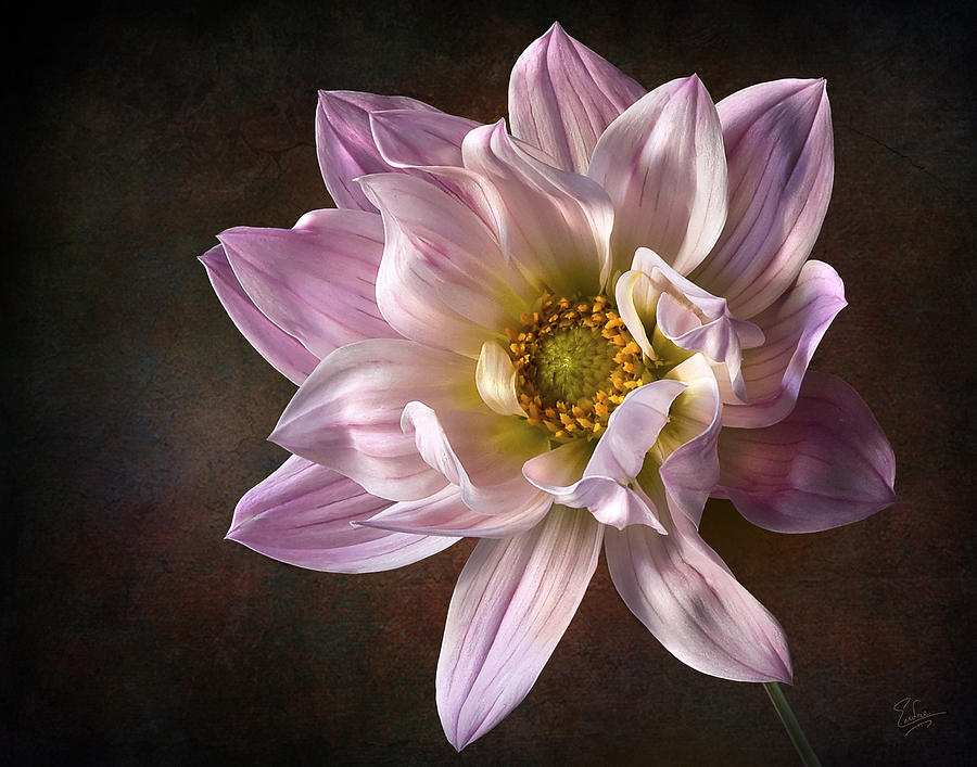 Pink Dahlia 2 Photograph by Endre Balogh