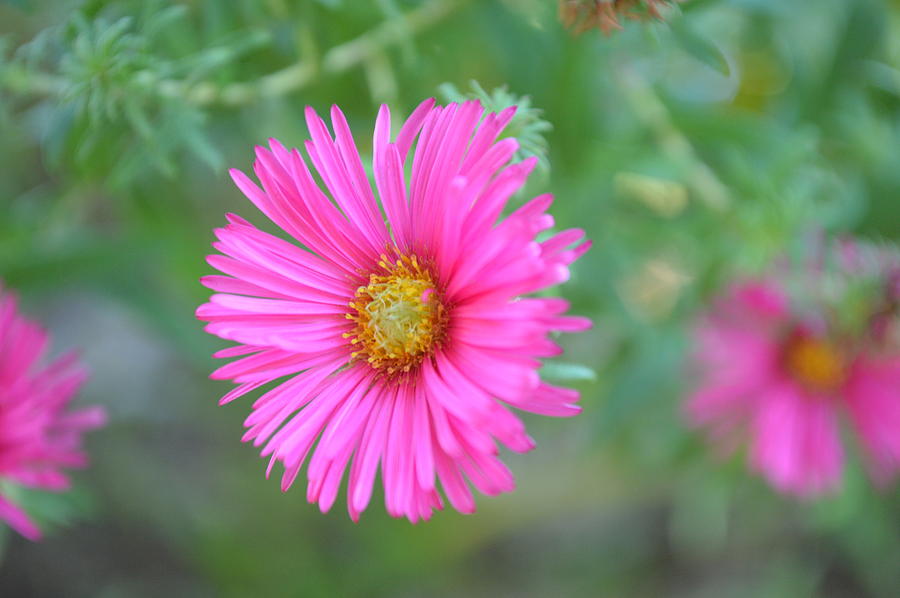 Pink New England Aster Photograph by Curtis Krusie