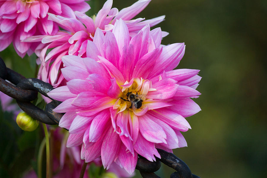 Pink flower and bee. #2 Photograph by Susan Jensen